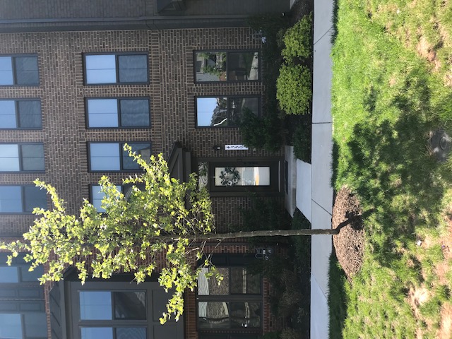 Outside view of a brick townhome with a young tree in front